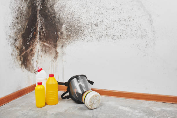 Best DIY Mold Remediation Support Services in Millersport, OH