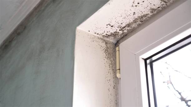 Best Health and Safety Mold Remediation in Millersport, OH