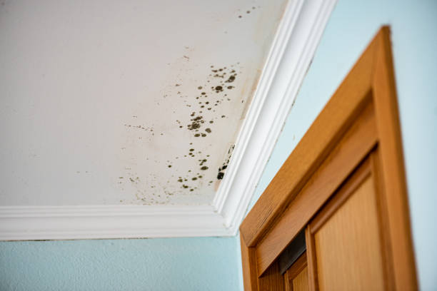 Best Basement Mold Remediation in Millersport, OH