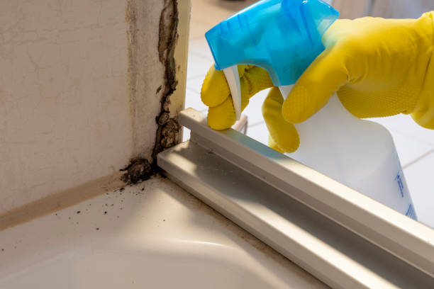 Best White Mold Remediation in Millersport, OH