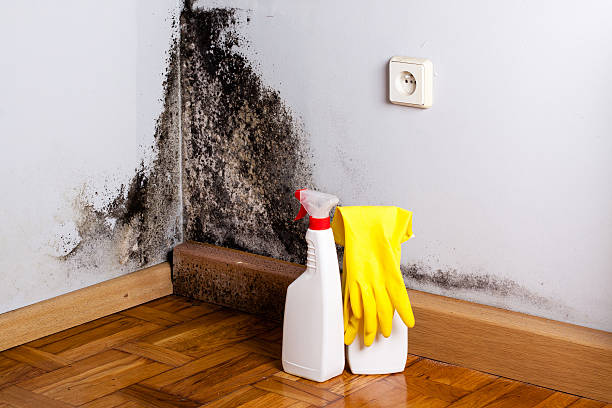Best Post-Flood Mold Remediation in Millersport, OH