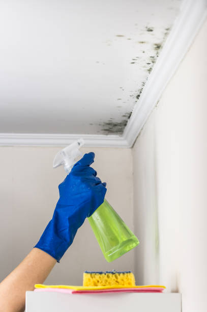 Best White Mold Remediation in Millersport, OH